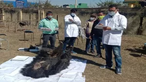 Prabhatkhabar_2022-01_1138dfa2-ff23-4ad4-8e94-8f32b146c825_bear_gumla